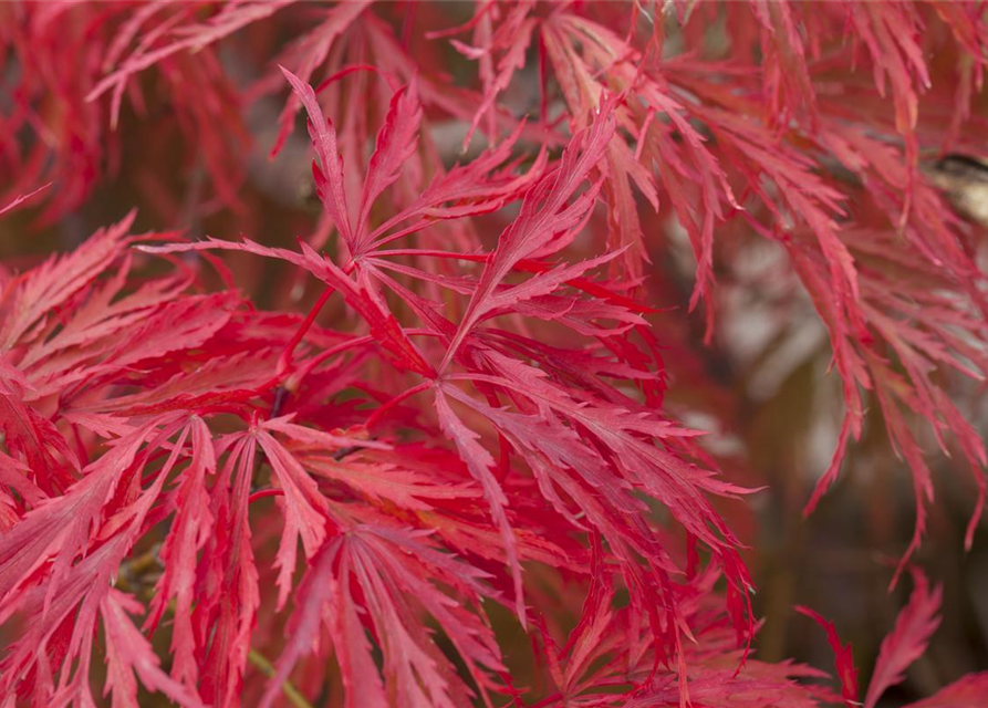 Acer palmatum Dissectum