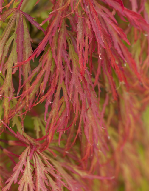 Acer palmatum Dissectum