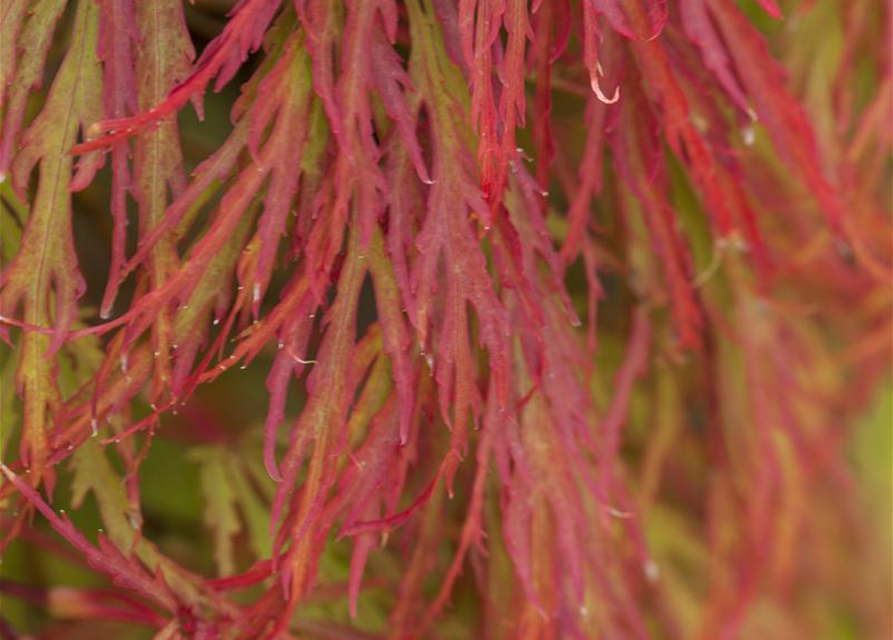 Acer palmatum Dissectum