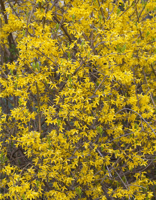 Forsythia intermedia Lynwood