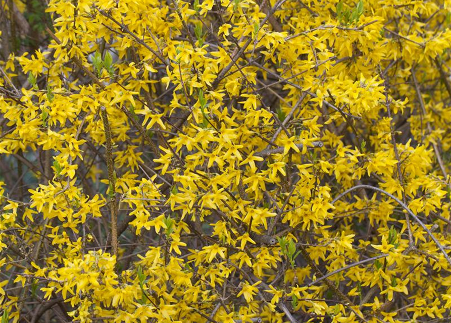 Forsythia intermedia Lynwood