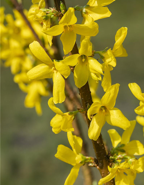 Forsythia intermedia Lynwood