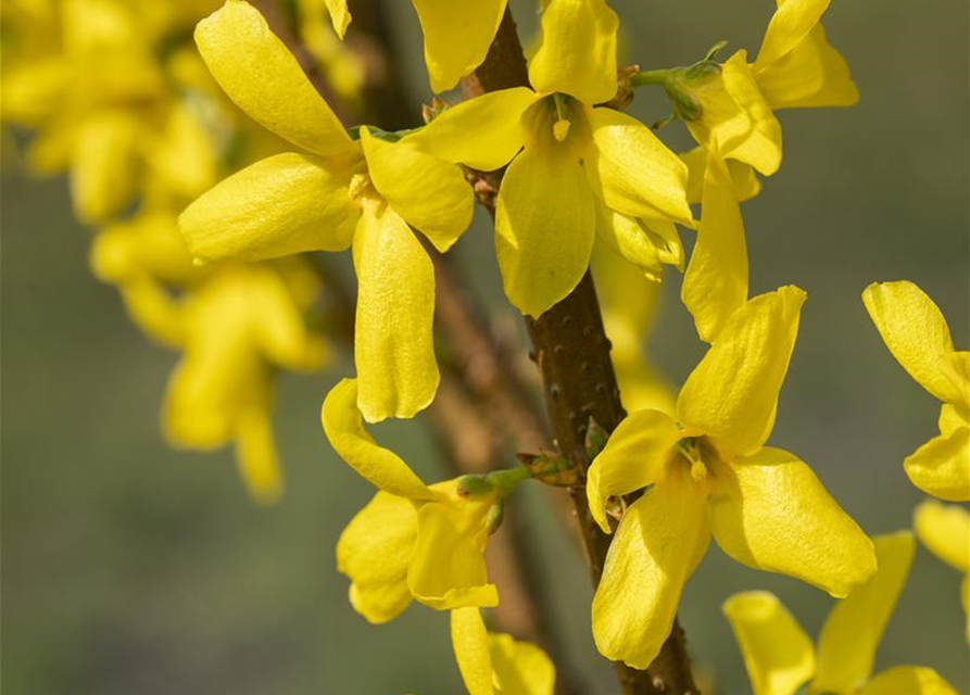 Forsythia intermedia Lynwood