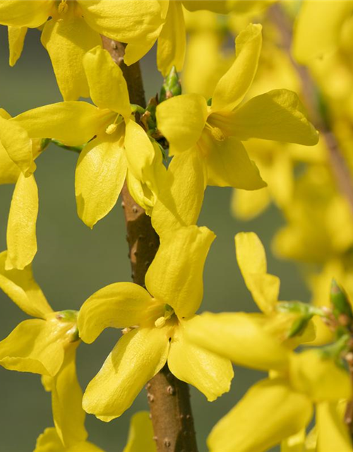 Forsythia intermedia Lynwood