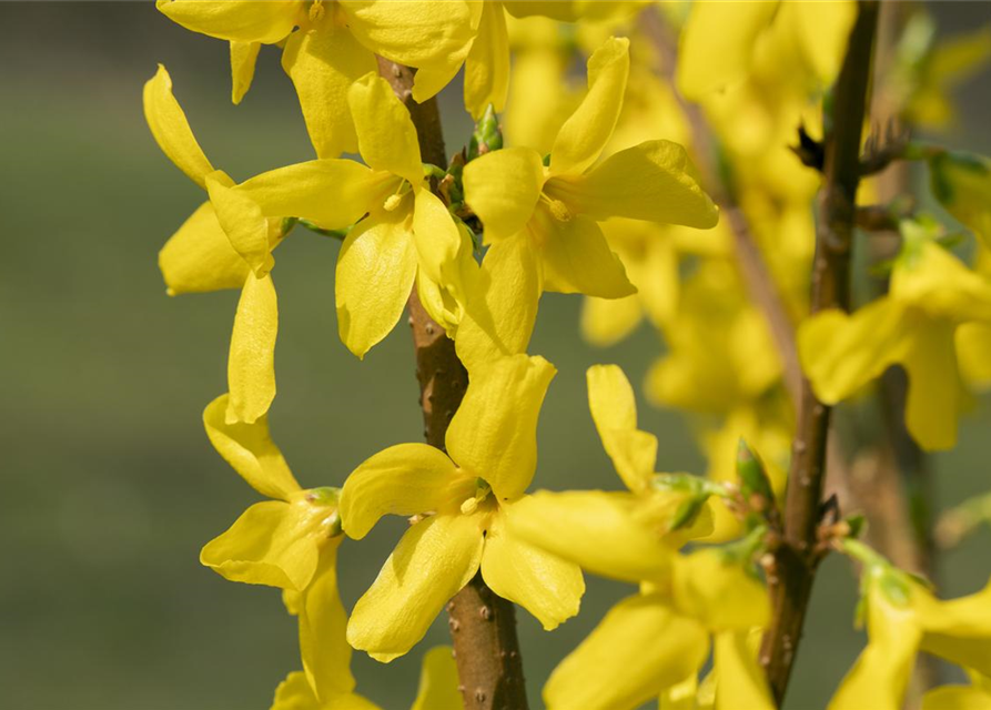 Forsythia intermedia Lynwood