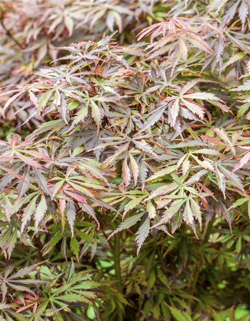 Acer palmatum Jerre Schwartz