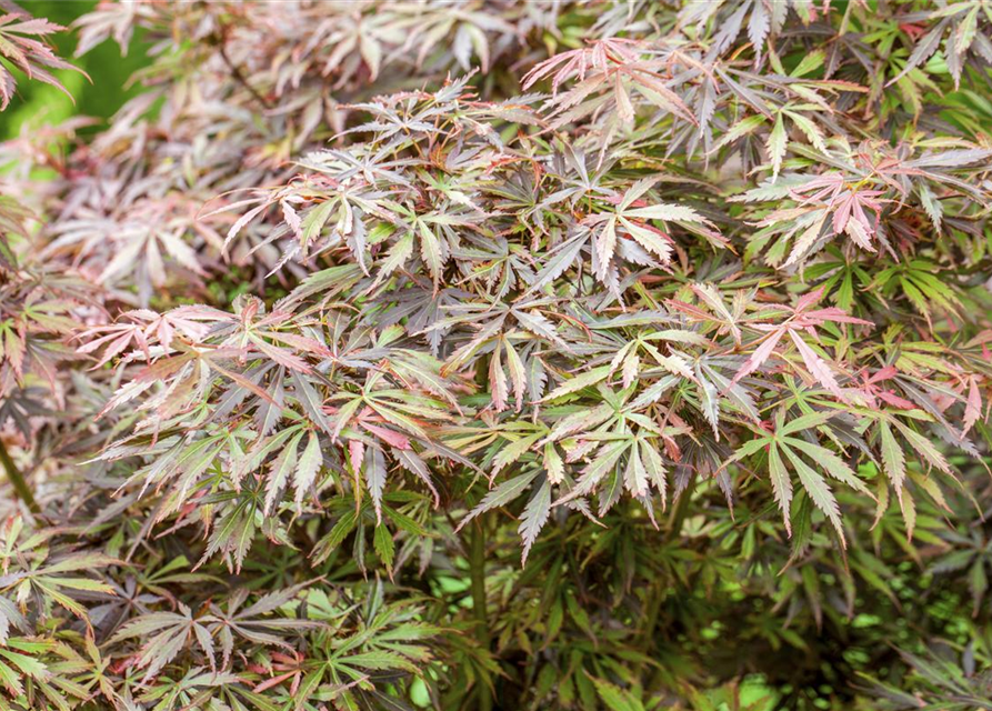 Acer palmatum Jerre Schwartz