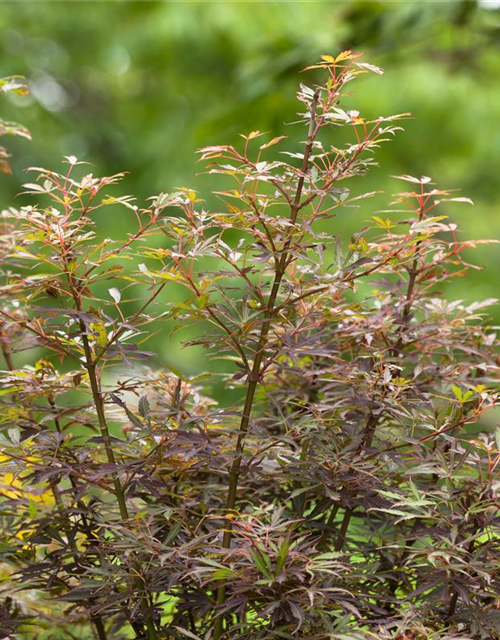 Acer palmatum Jerre Schwartz