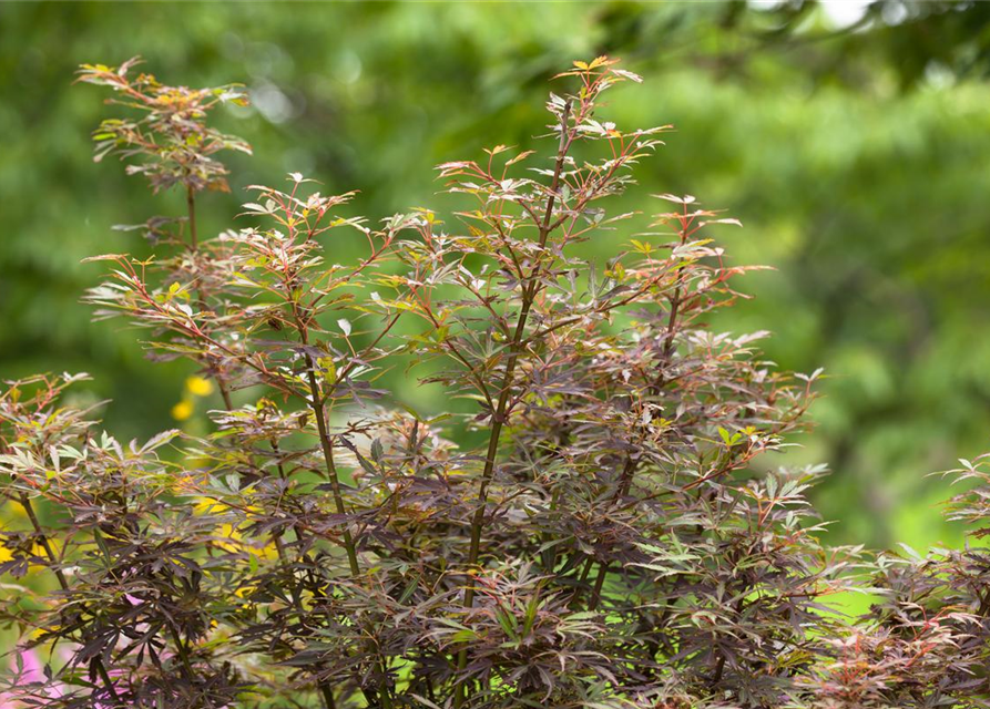 Acer palmatum Jerre Schwartz