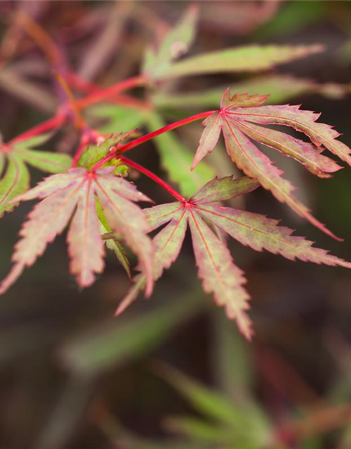 Acer palmatum Jerre Schwartz