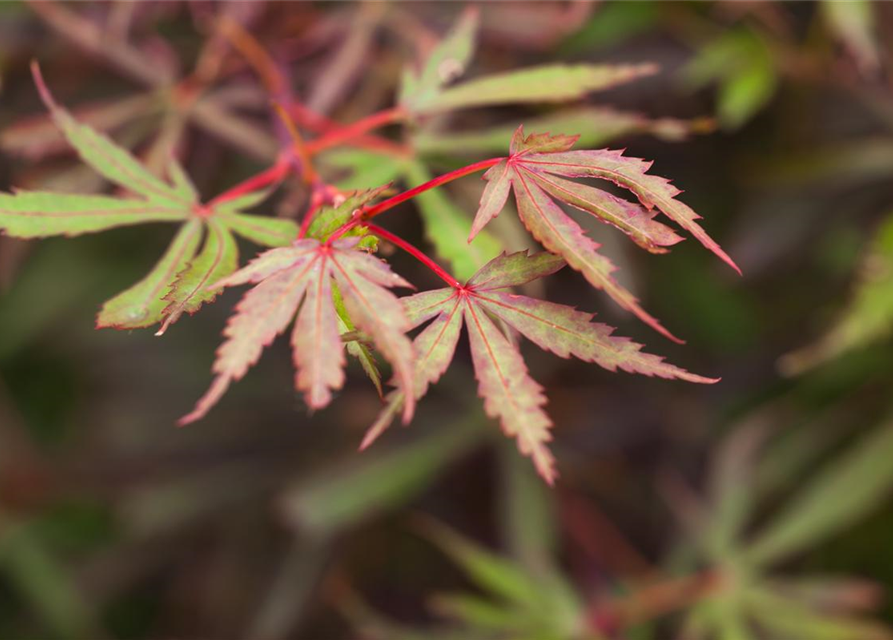 Acer palmatum Jerre Schwartz