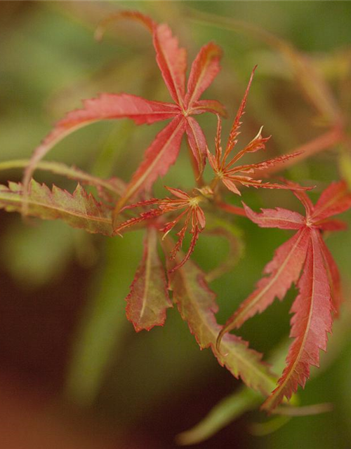 Acer palmatum Jerre Schwartz