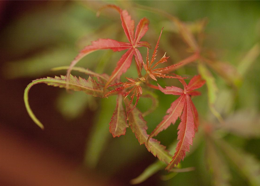 Acer palmatum Jerre Schwartz