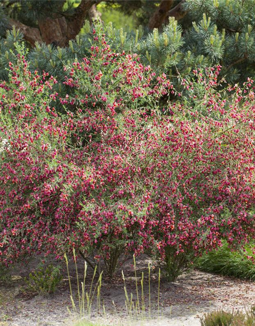 Cytisus scoparius Boskoop Ruby