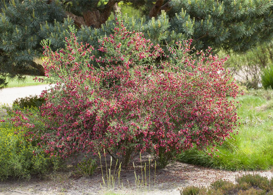 Cytisus scoparius Boskoop Ruby