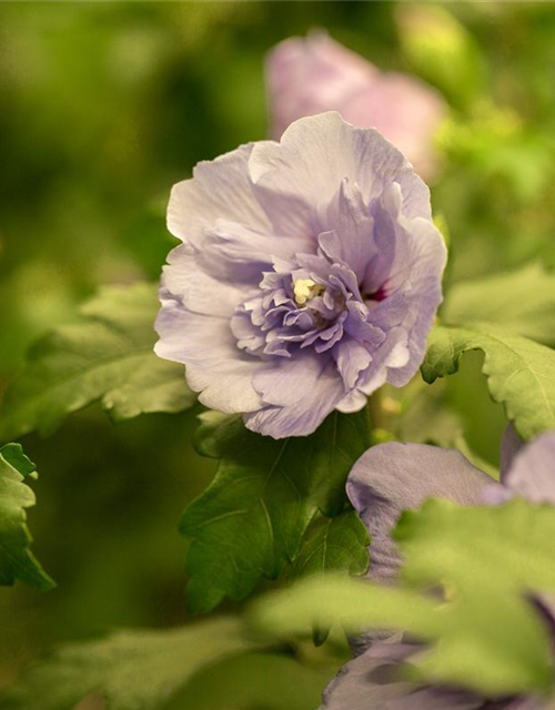 Hibiscus syriacus Lavender Chiffon