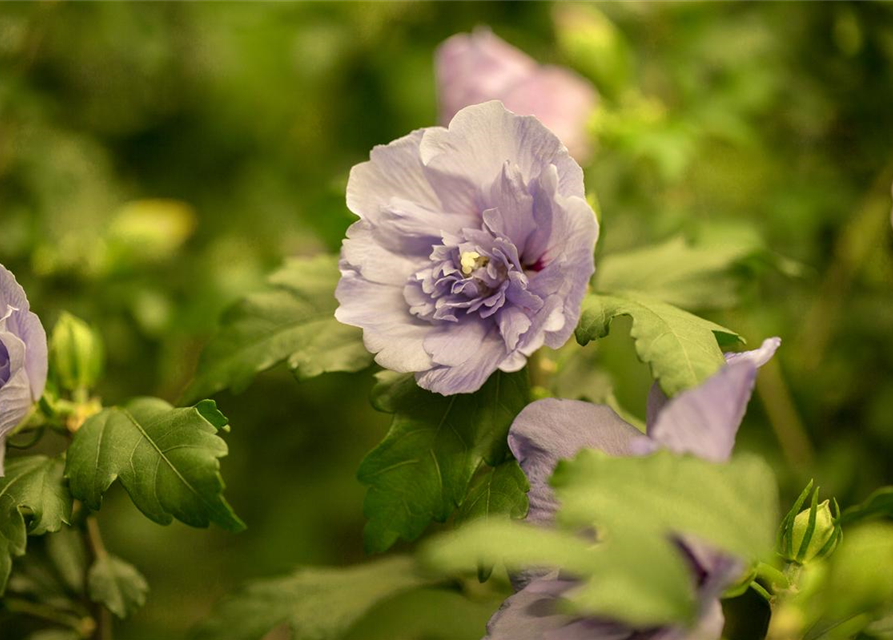 Hibiscus syriacus Lavender Chiffon