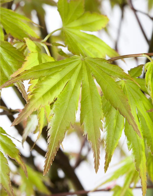 Acer palmatum Orange Dream