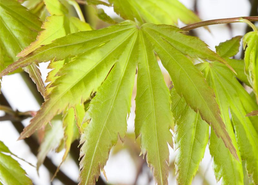 Acer palmatum Orange Dream