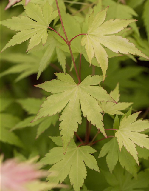 Acer palmatum Orange Dream