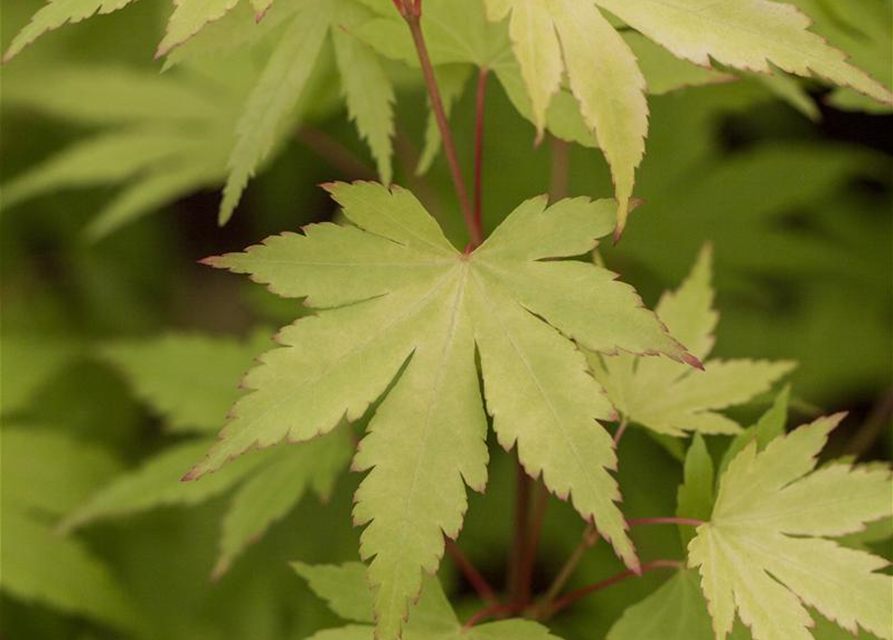 Acer palmatum Orange Dream