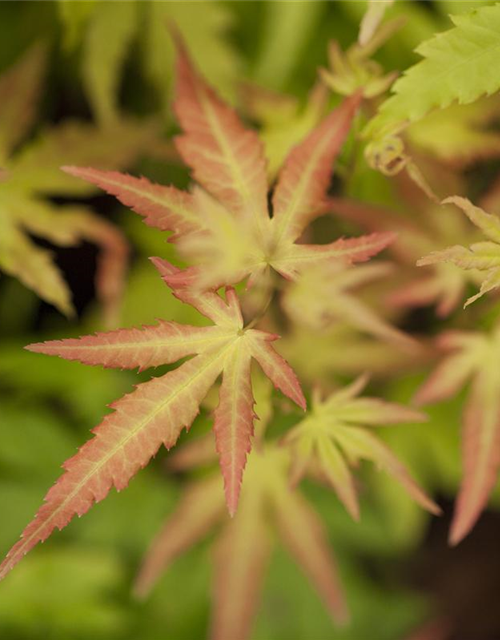 Acer palmatum Orange Dream