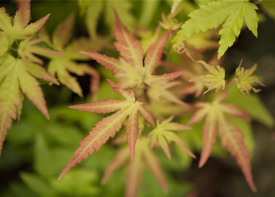 Acer palmatum Orange Dream