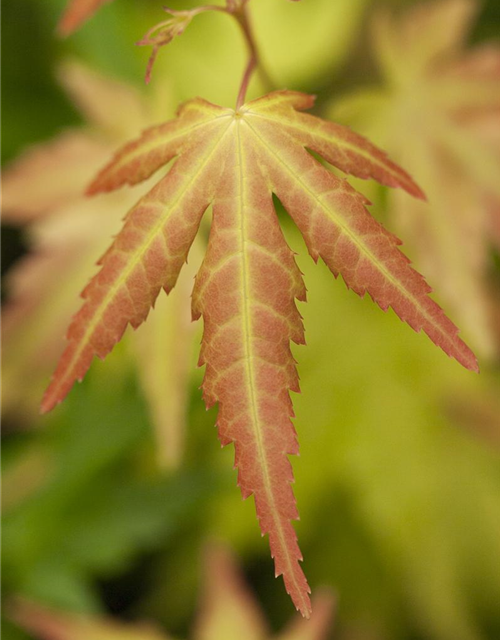 Acer palmatum Orange Dream