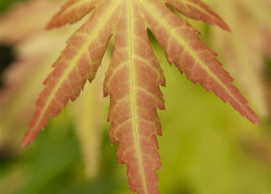 Acer palmatum Orange Dream