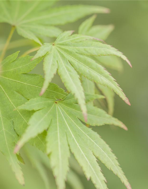 Acer palmatum Orange Dream