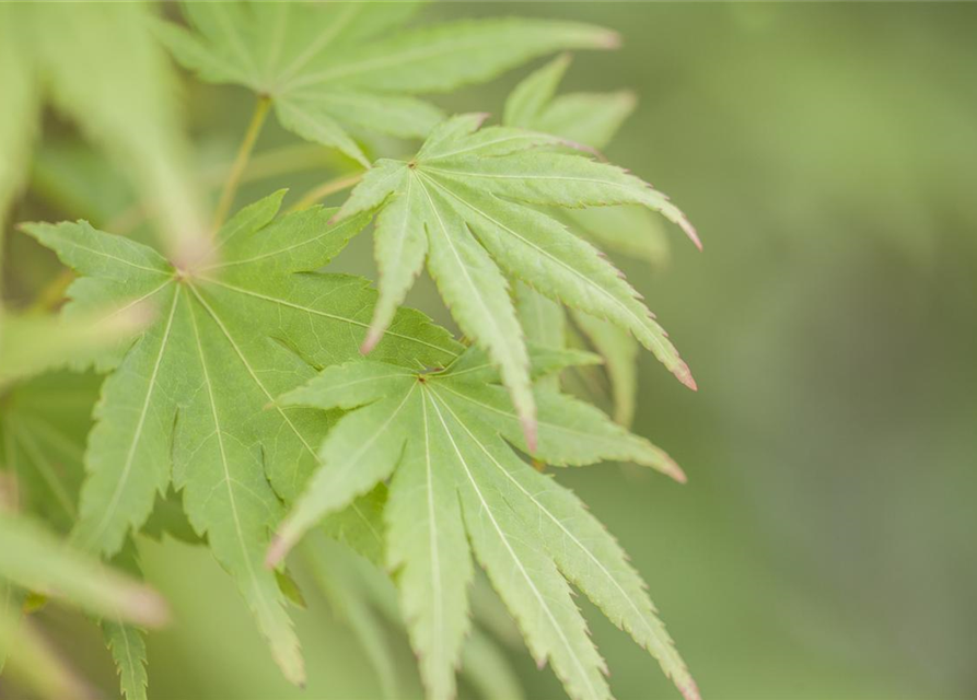 Acer palmatum Orange Dream