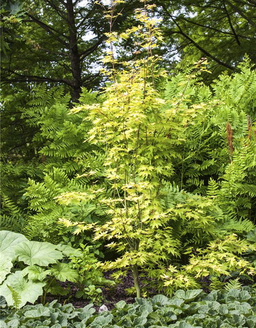 Acer palmatum Orange Dream