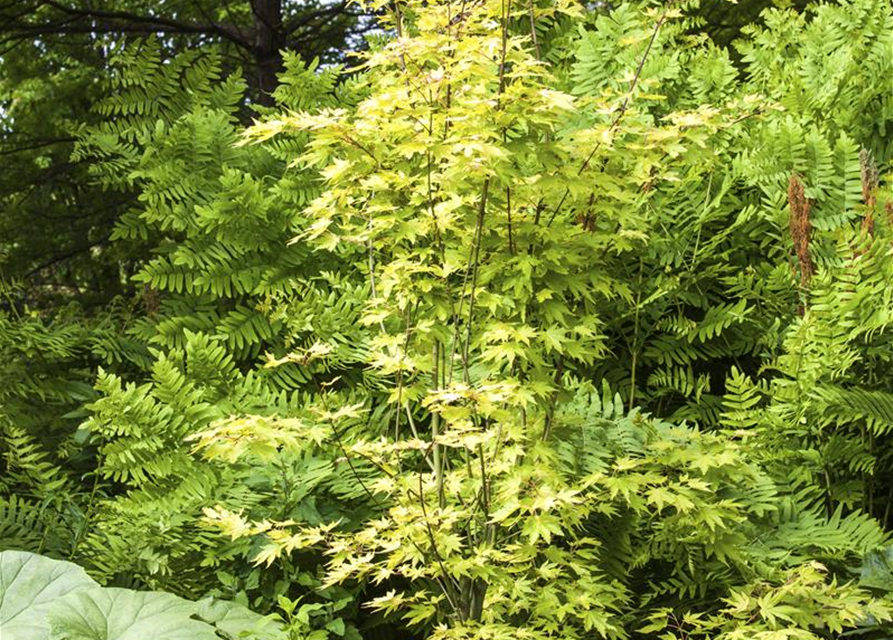 Acer palmatum Orange Dream