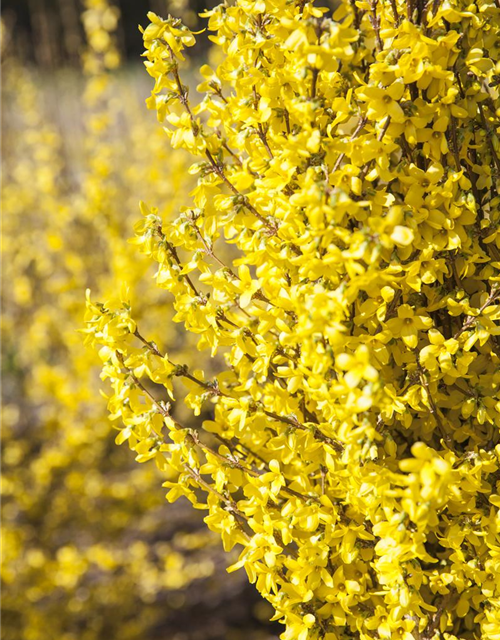 Forsythia intermedia Week-End