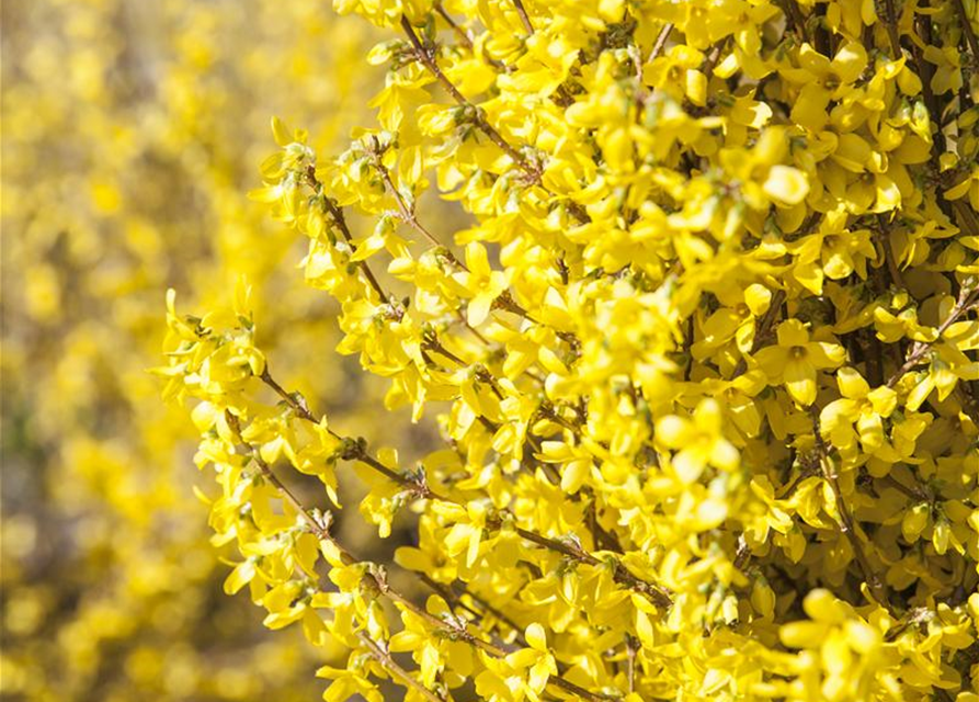 Forsythia intermedia Week-End