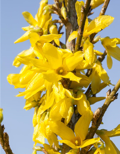 Forsythia intermedia Week-End