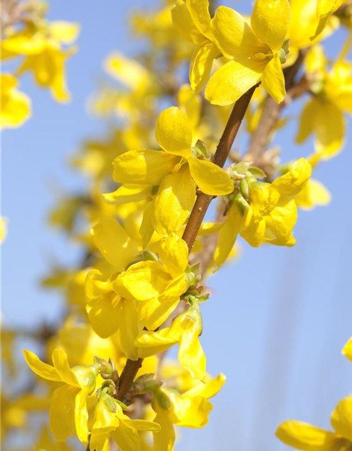 Forsythia intermedia Week-End