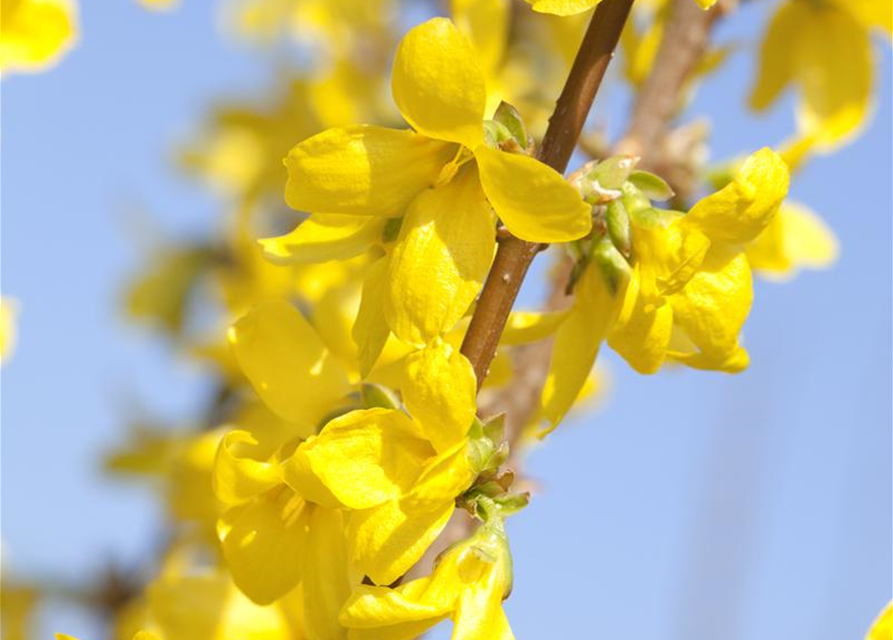 Forsythia intermedia Week-End