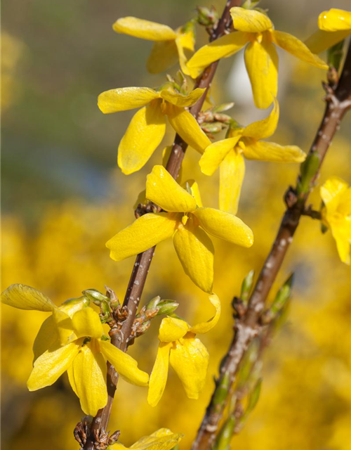 Forsythia intermedia Week-End