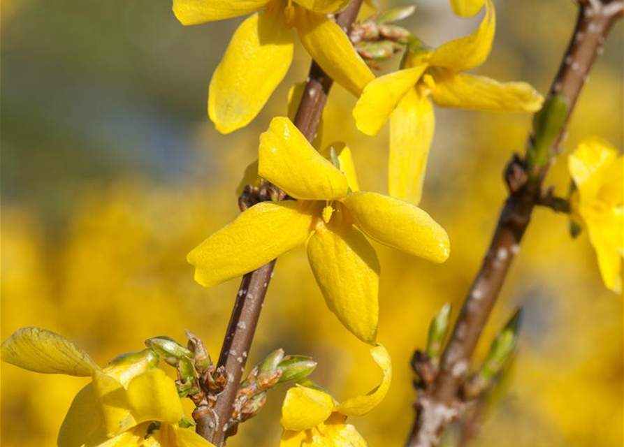 Forsythia intermedia Week-End