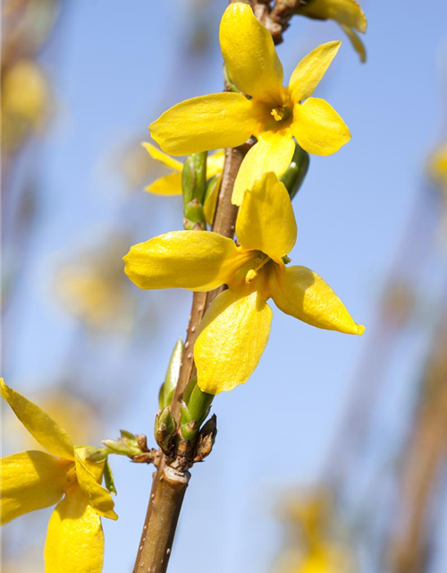 Forsythia intermedia Week-End