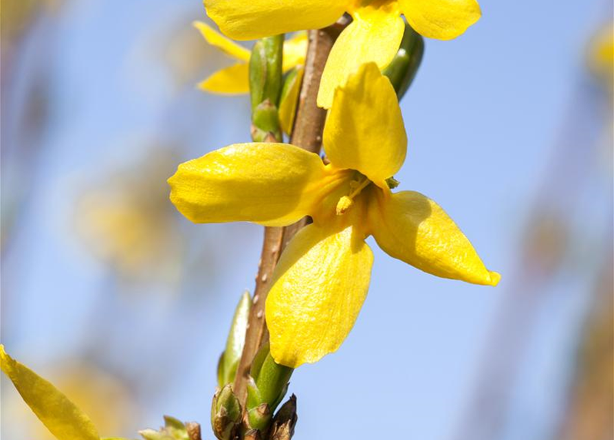 Forsythia intermedia Week-End