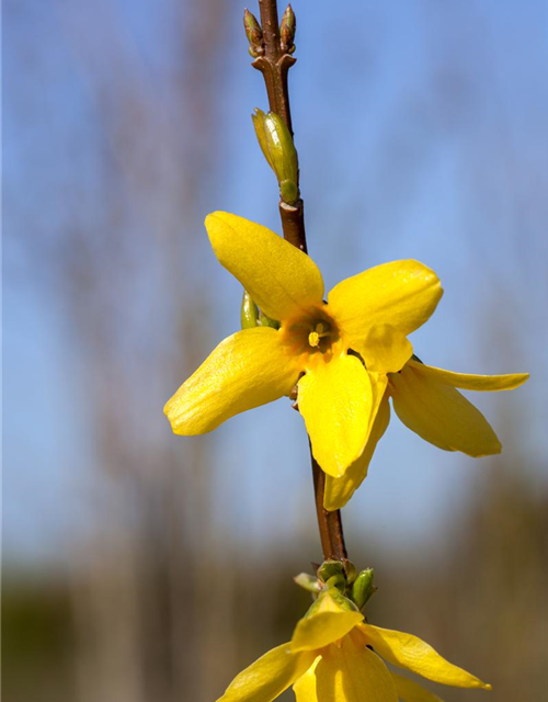 Forsythia intermedia Week-End