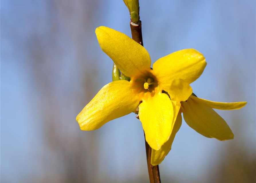 Forsythia intermedia Week-End