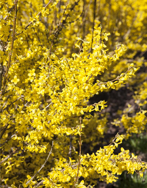 Forsythia intermedia Week-End