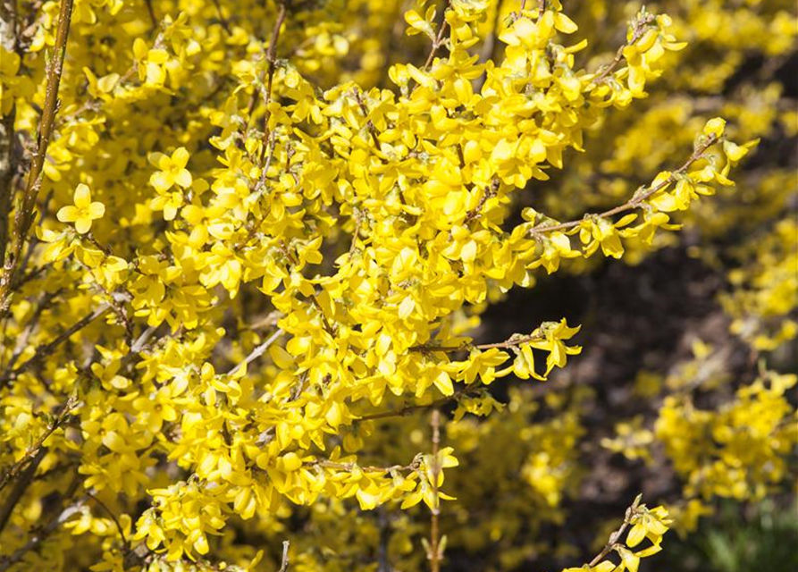 Forsythia intermedia Week-End