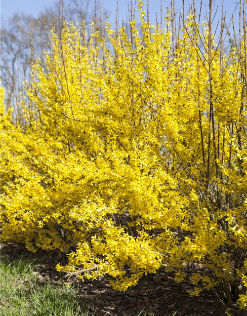 Forsythia intermedia Week-End