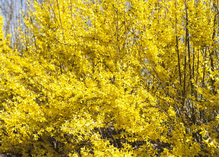 Forsythia intermedia Week-End