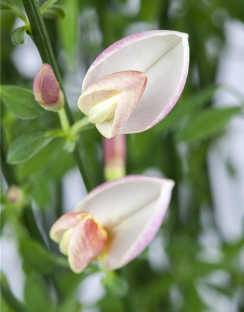 Cytisus praecox Zeelandia