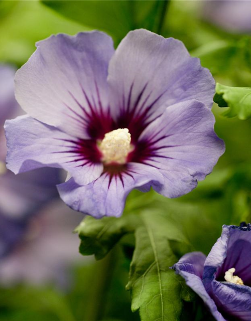 Hibiscus syriacus Marina